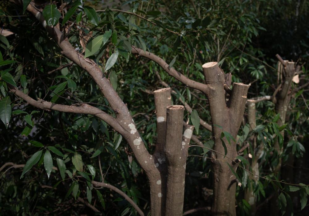 La taille de vos arbres