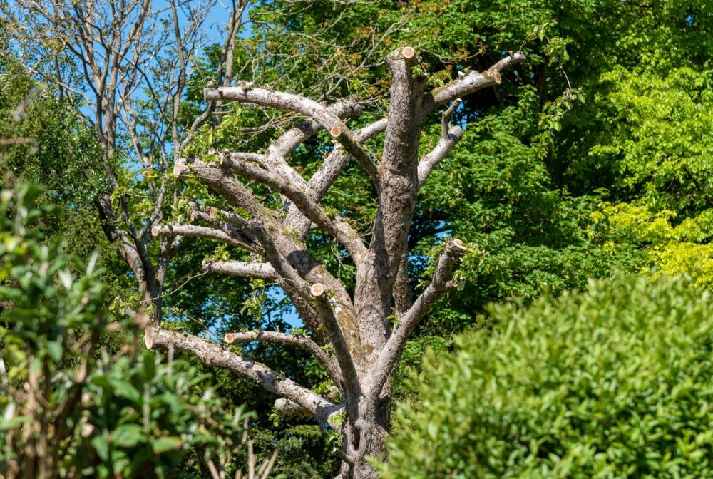 lagage et abattage de vos arbres